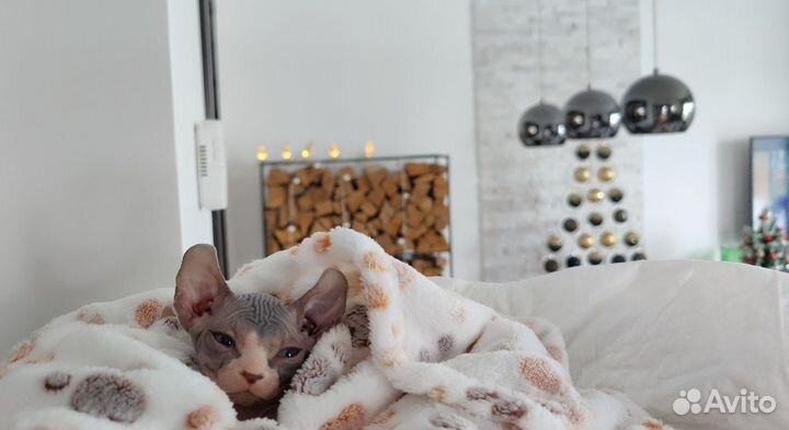 Котята эльфы