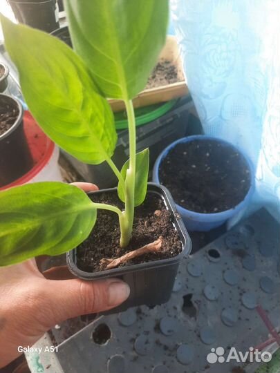 Диффенбахия