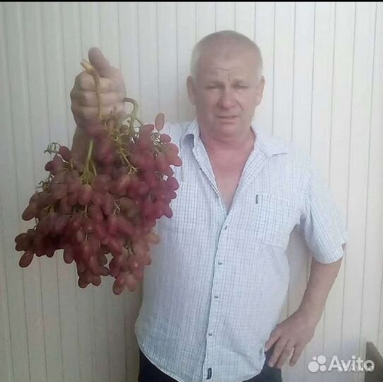 Саженцы и черенки винограда