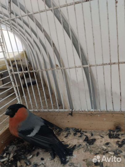 Снегири, щеглы чижи и др певчие птицы