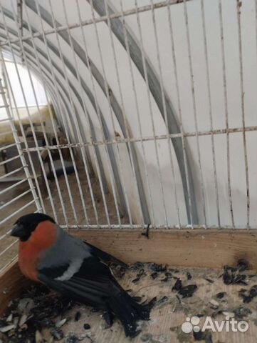 Снегири, щеглы чижи и др певчие птицы