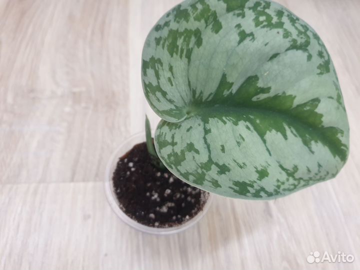 Сциндапсус экзотика