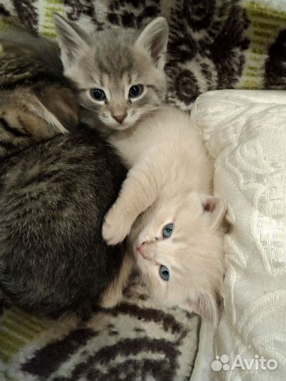 Скоттиш страйт