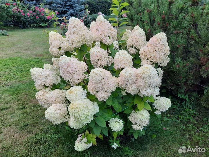 Гортензии метельчатые