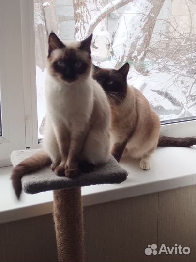 Тайские котята