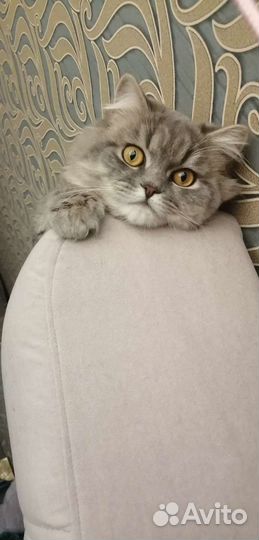 Сибирская кошка вязка