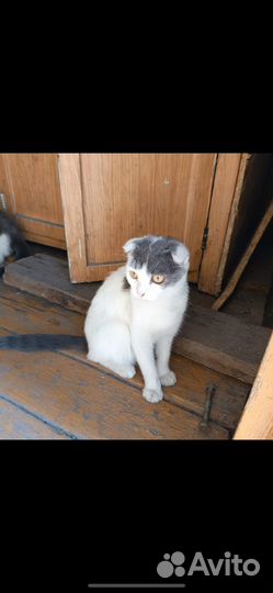 Кошечки подростки