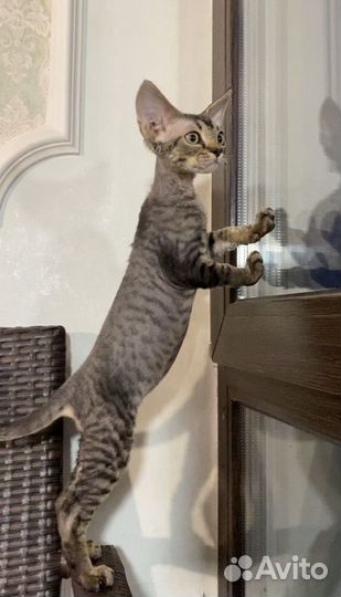 Девон-рекс котенок мальчик