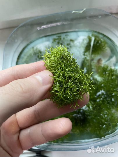 Риччия (Аквариумное растение)