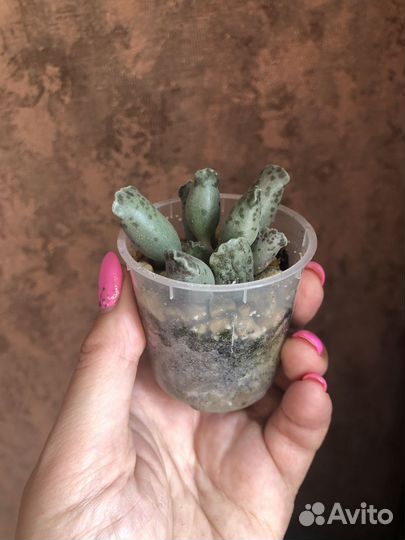 Суккулент адромискус утончённый