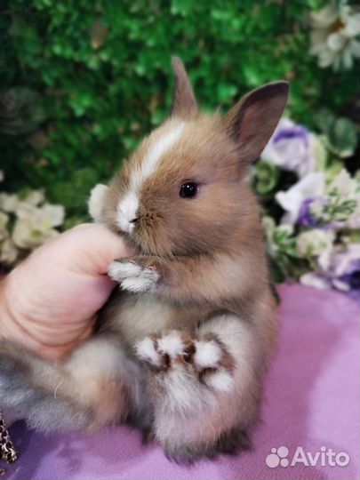 Декоративные карликовые кролики. Домашние