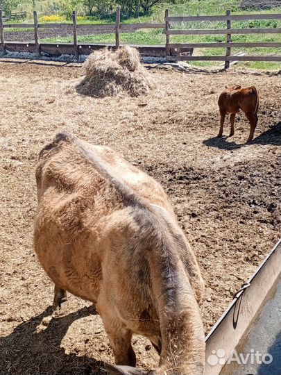 Коровы и бычки