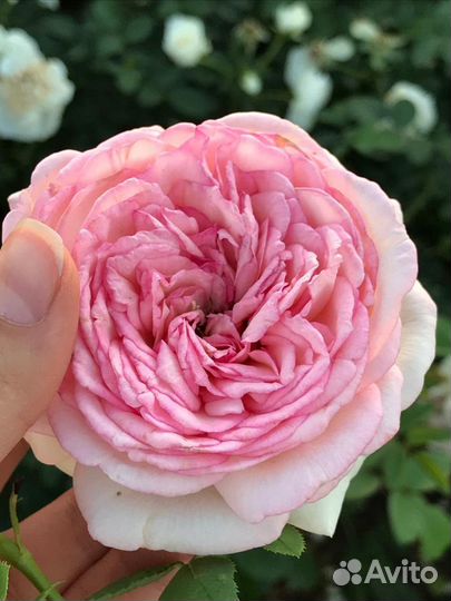 Кусты роз, розы