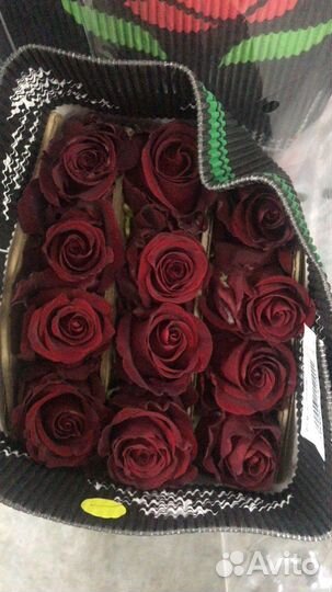 Роза оптом Эквадор