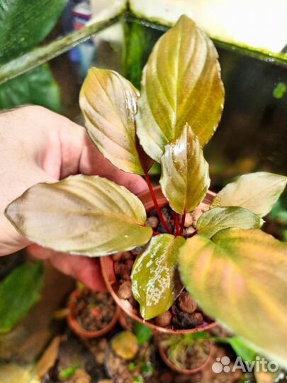 Хомаломена Insignis