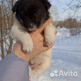 Кормление кота во время отпуска в Новосибирске