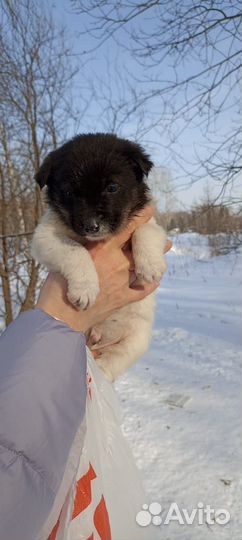 Щенки в дар