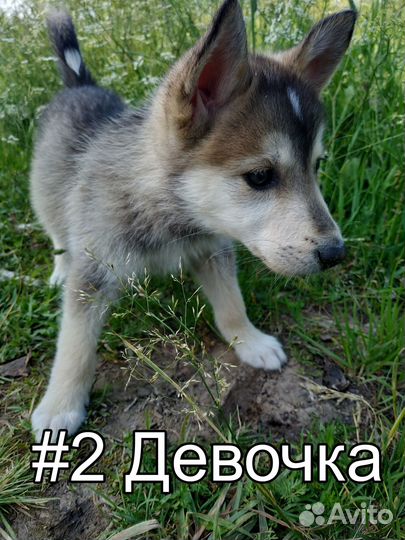 Щенки западно- сибирской лайки