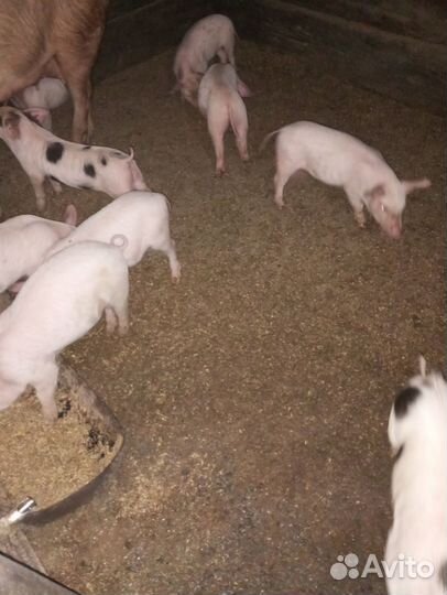 Поросята