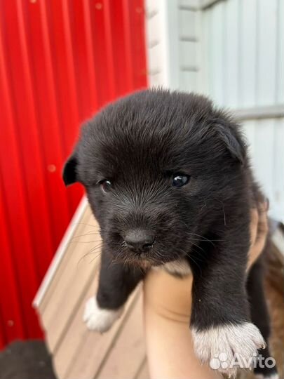 Щенки мальчики