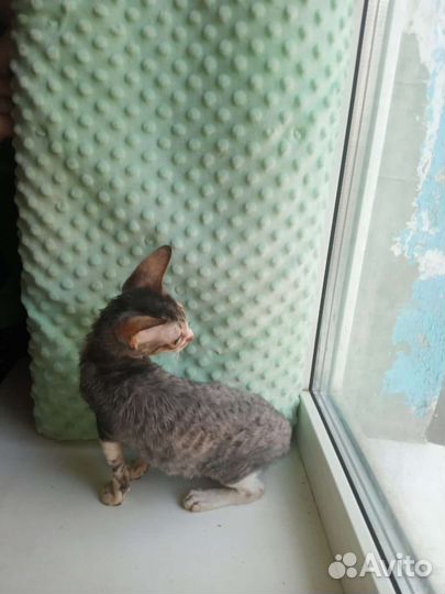 Корниш-рекс, котята