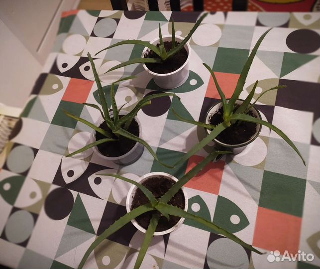 Алоэ лекарственное. Столетник