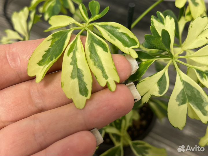 Шефлера джанин