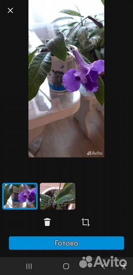 Стрептокарпус