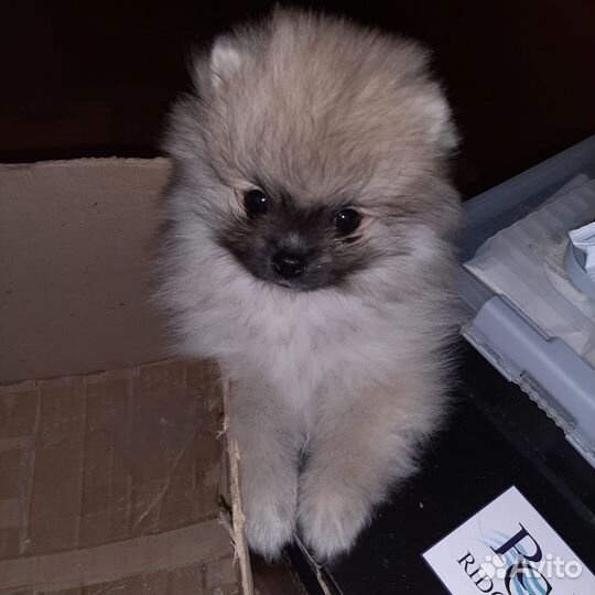 Щенок померанского шпица