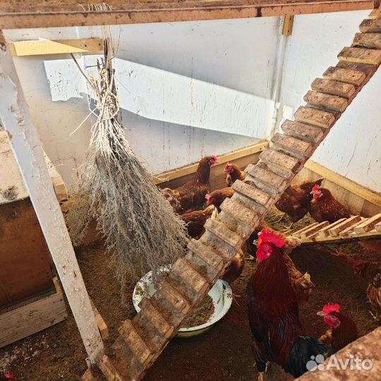 Домашние куриные яйца