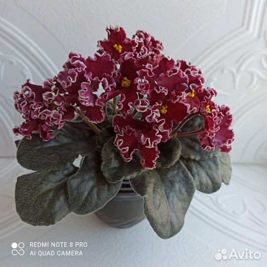 Фиалки сортовые