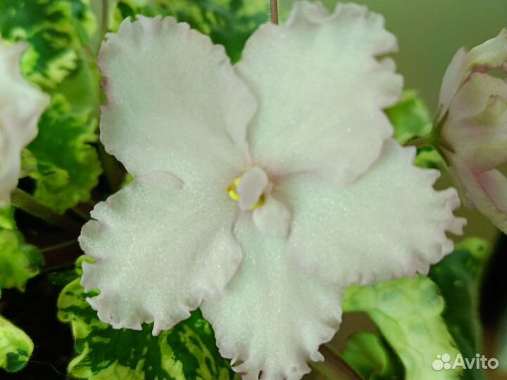 Сортовые фиалки цветущие