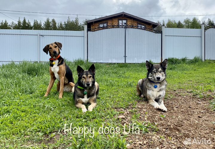 Зоогостиница/передержка для собак 