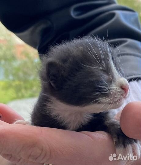 Котенок в добрые руки даром