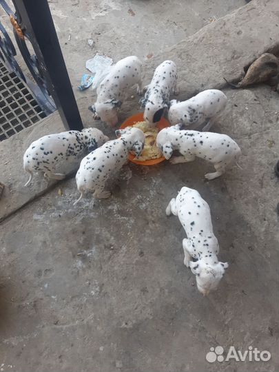 Щенки далматина