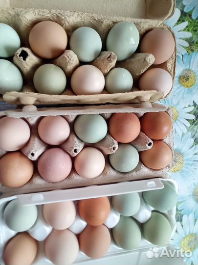 Домашние куриные яйца
