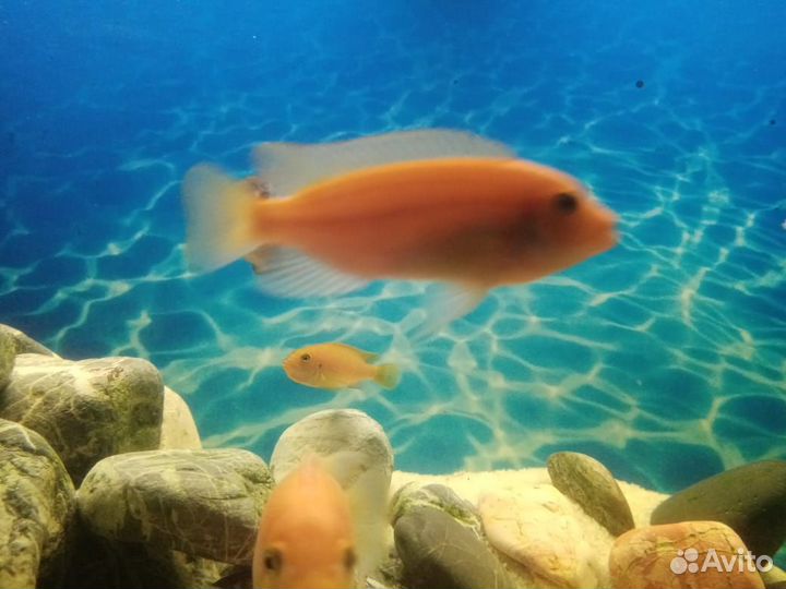 Малавийские цихлиды рыбы