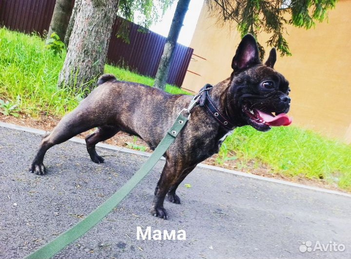 Французский бульдог щенки