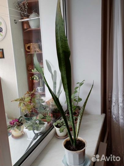 Сансевиерия