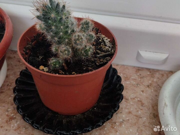 Кактус ромашка