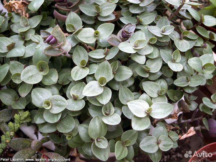 Каллизия трех сортов