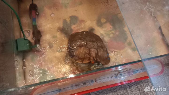 Красноухая черепаха