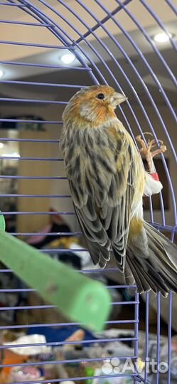 Кенар поющий