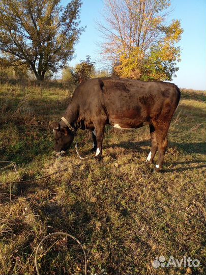 Крс. Продам телку, домашняя