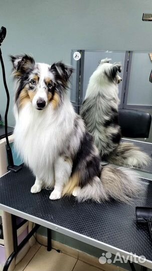 Груминг стрижка собак и кошек Тюмень