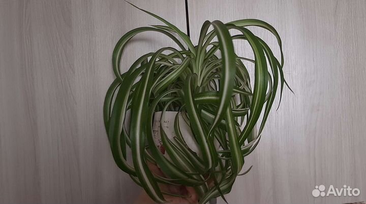 Хлорофитум кучерявый Бонни