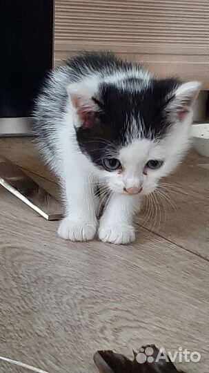 Отдам котёнка. Мальчик. Доставка