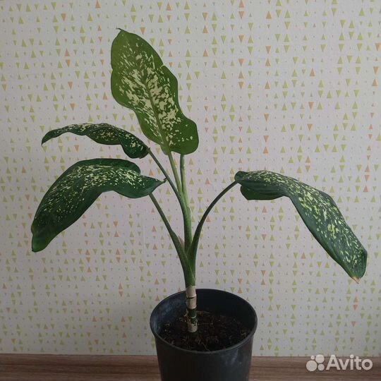 Диффенбахия