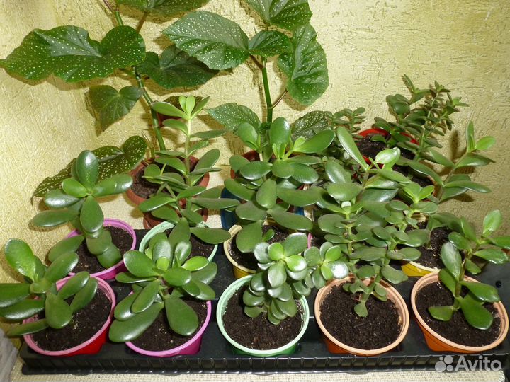 Денежное дерево толстянка