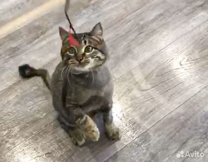 Сема - котик-подросток, кастрат 8 мес в дар